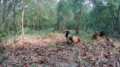 Bẫy gà rừng | Mồi chuối tiêp tục lập công,dụ e bổi tơ quá hay.