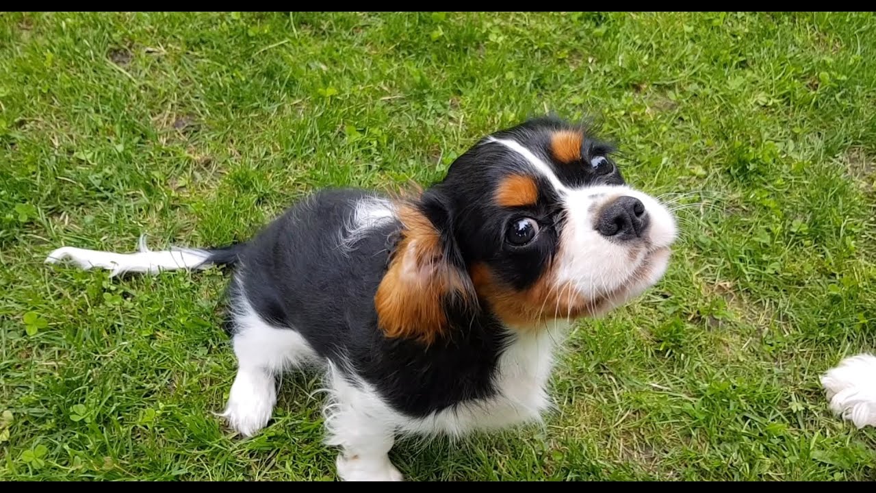 🥰 Barking cute puppy 🐶 Cavalier King Charles Spaniel puppy bark YouTube