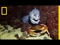 Meet the intimidating eel that mates for life  national geographic