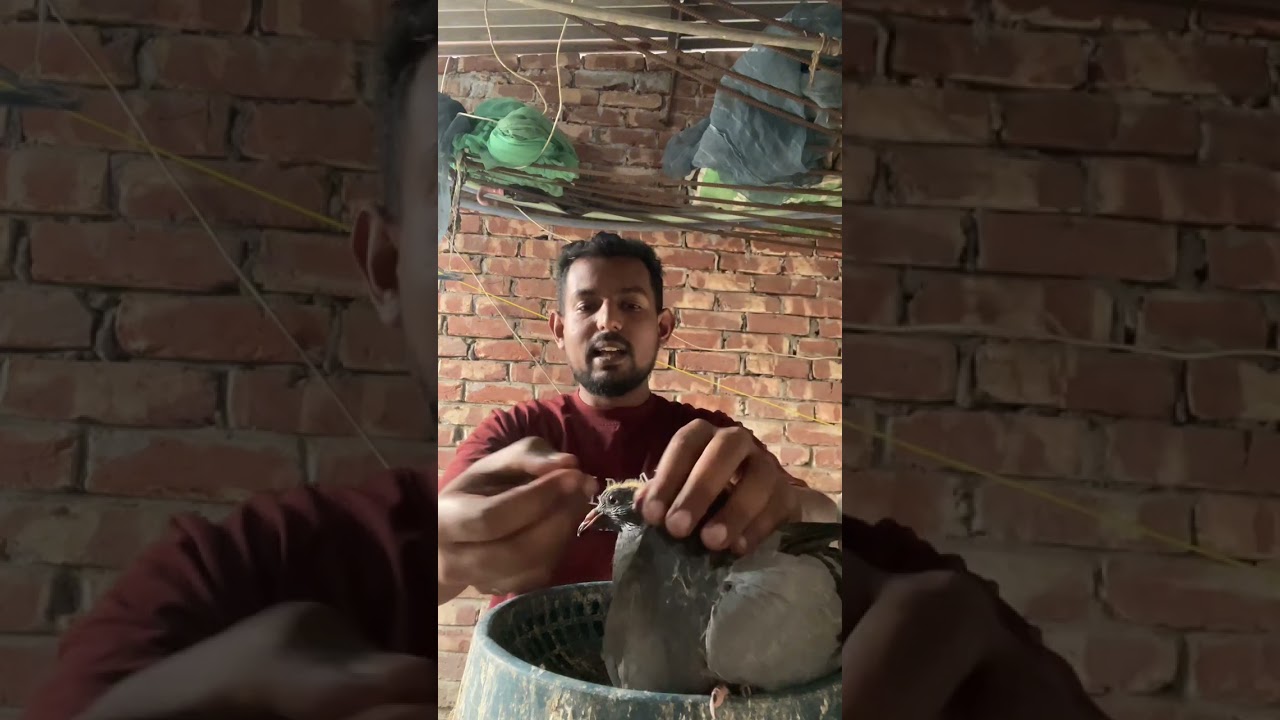 কবুতরের বাচ্চাকে হেন্ডফিডিং করানো ছোলা দিয়ে।  #কবুতর#kabutar#kobutor#racingpigeons