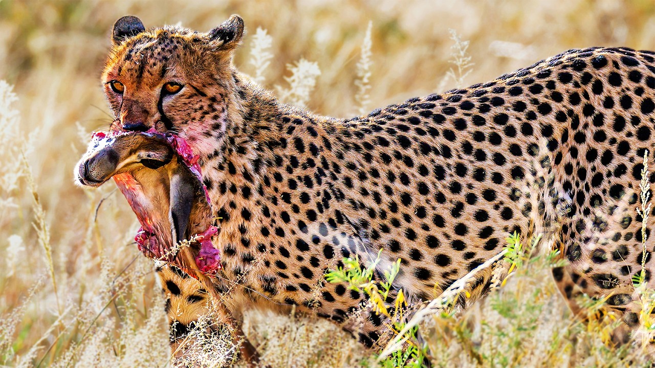 Гепард | Вершина хищников Серенгети | Ultra HD