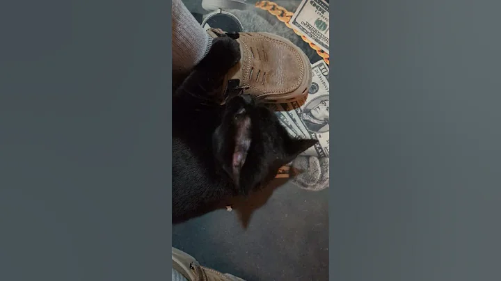 Video 11824061: maine coon mix, maine coon cat, maine coon attack, mixed breed, cat old