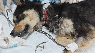 A Stray Dog Tangled In Wire Has A Broken Trachea And Cannot Be Operated On by THE Barber Rescues Stray Dogs 2,014 views 9 days ago 9 minutes, 58 seconds