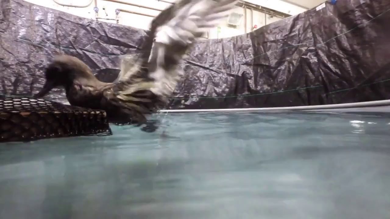 Sooty Shearwater 