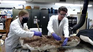 Celebrity Mystery Fossil Unwrapping at the Vertebrate Paleontology Laboratory Profile