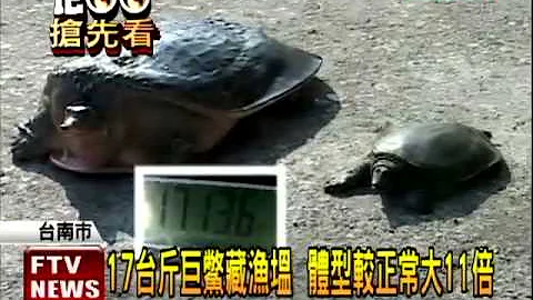魚塭魚苗被吃光 17台斤巨鱉遭補－民視新聞 - 天天要聞