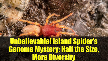 Unbelievable! Island Spider