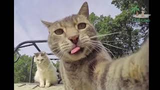 Best Crazy Cats Memes 😂 Cats videos memes compilation 2020 #4