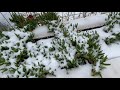 Sochi after snowfall. Black Sea under snow.