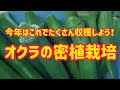 今年はオクラの密植栽培