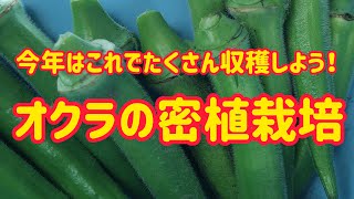 今年はオクラの密植栽培