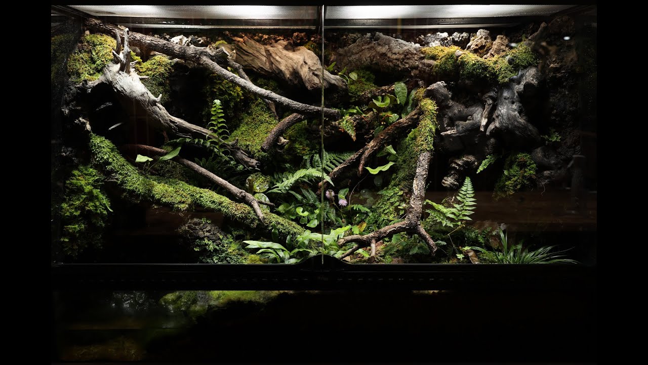 단편 영화에 들어간 비바리움 | Creating a vivarium for a short film