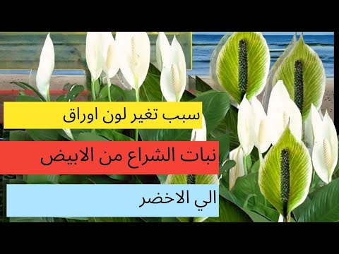 اسباب وعلاج تغير لون زهور نبات الشراع من الابيض الي اللون الخضر الاسباتفيليم زنبق السلام
