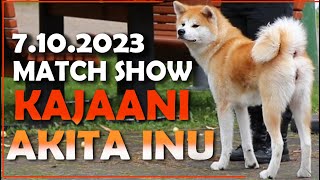 Akita Inu | Match Show Kajaani 7.10.2023