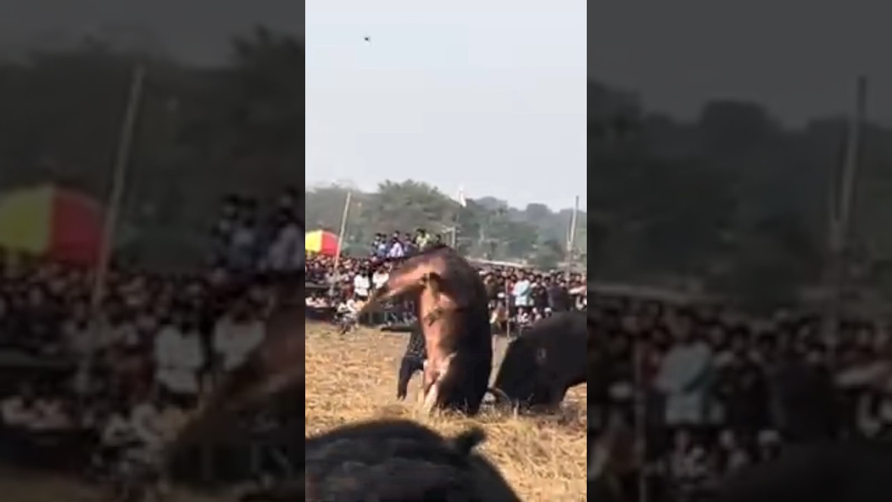 Nandadeka Buffalofight2024 #shortvideo #short #shorts #viralshort #moh #trending #bigbuffalo #mohjuj