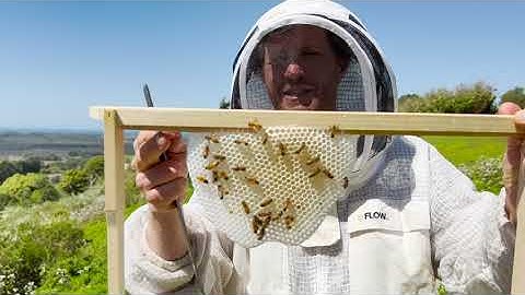 Queenless hive - what to do?