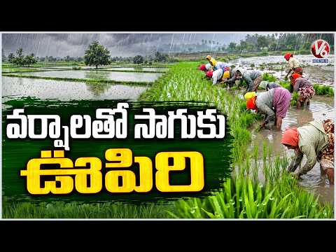 Rains Revive Agricultural Operations Across Telangana | V6 News - V6NEWSTELUGU