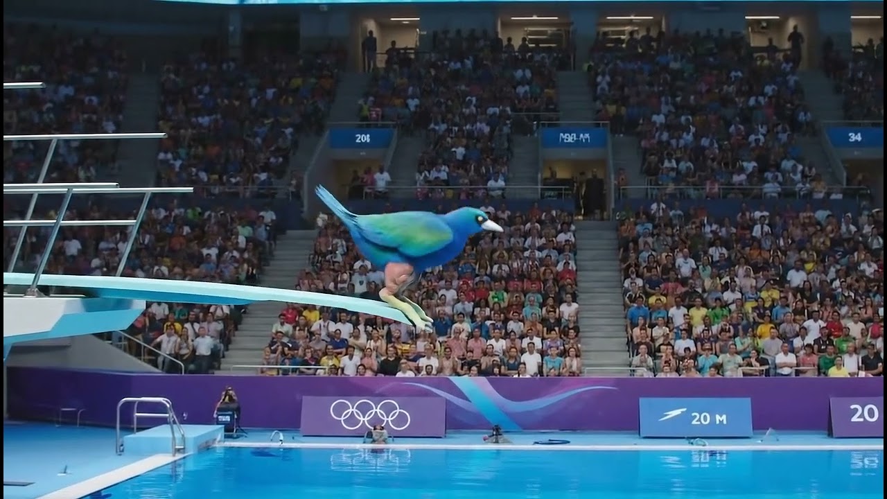 🐦 Watch the Ultimate Olympic Bird Dive! 🌊