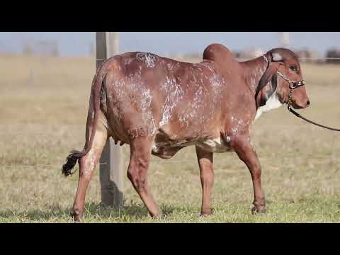 LOTE 23 – MOSAICA FIV CABO VERDE JCVL5161