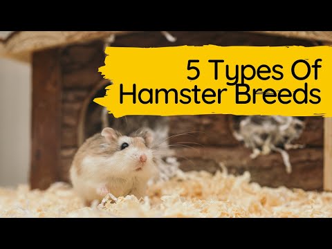 Video: Zijn hamsters vruchtbare fokkers?