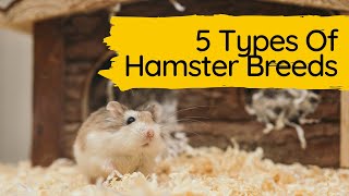 Understanding the Different Hamster Breeds  5 Types Of Hamster Breeds.