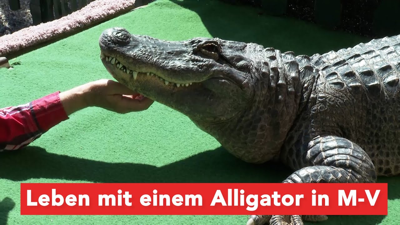 Jahresrückblick 2025: Vom Zirkus in den Garten: Ein Alligator als Haustier – mitten in Mecklenburg