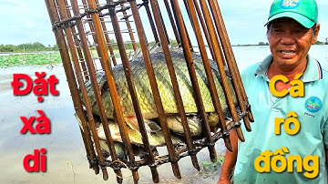 139 | Đặt xà di cá rô đồng mùa nước nổi l  fishing 