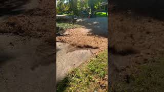 Pine needle 🧹 clean up! #shorts