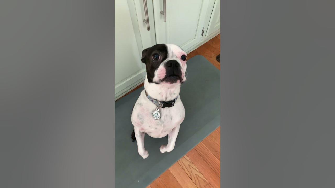 #dog #cutedog #puppy #cute #pet #funny #adorable #bostonterrier YouTube