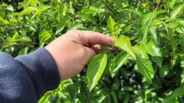 Summer Pruning Trees, How to prune fruit trees in summer, summer pruning fruit trees for beginners.