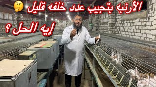 الأرنبه بتجيب عدد خلفه قليل ايه الحل 🤔 | مع أرانب البركة