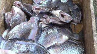 Холодное копчение рыбы Ч 1  Вялим  Практика