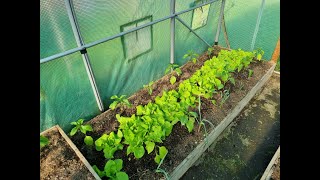 Paprika ültetése fóliába és egy trükk a jó fejlődéshez