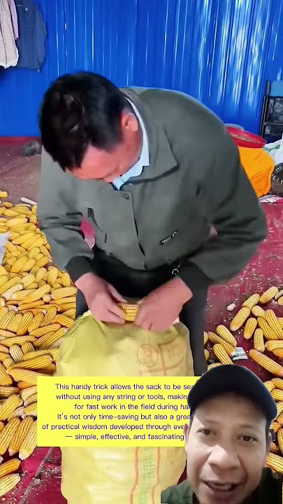 Mengikat Karung Jagung