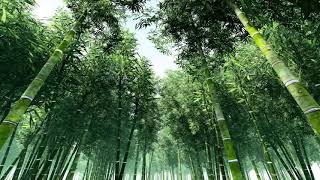 Bamboo Forest In India1082021