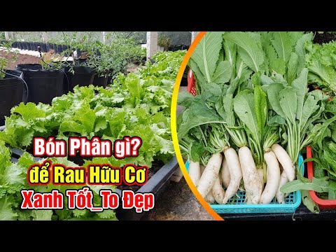 Video Bón phân gì để rau cải hữu cơ tươi tốt to đẹp. - youtube