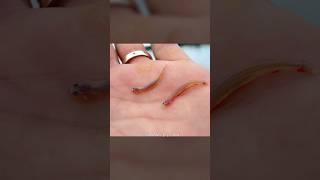 Candiru Fish – Amazon की Vampire Fish 😨 | Dangerous Fish