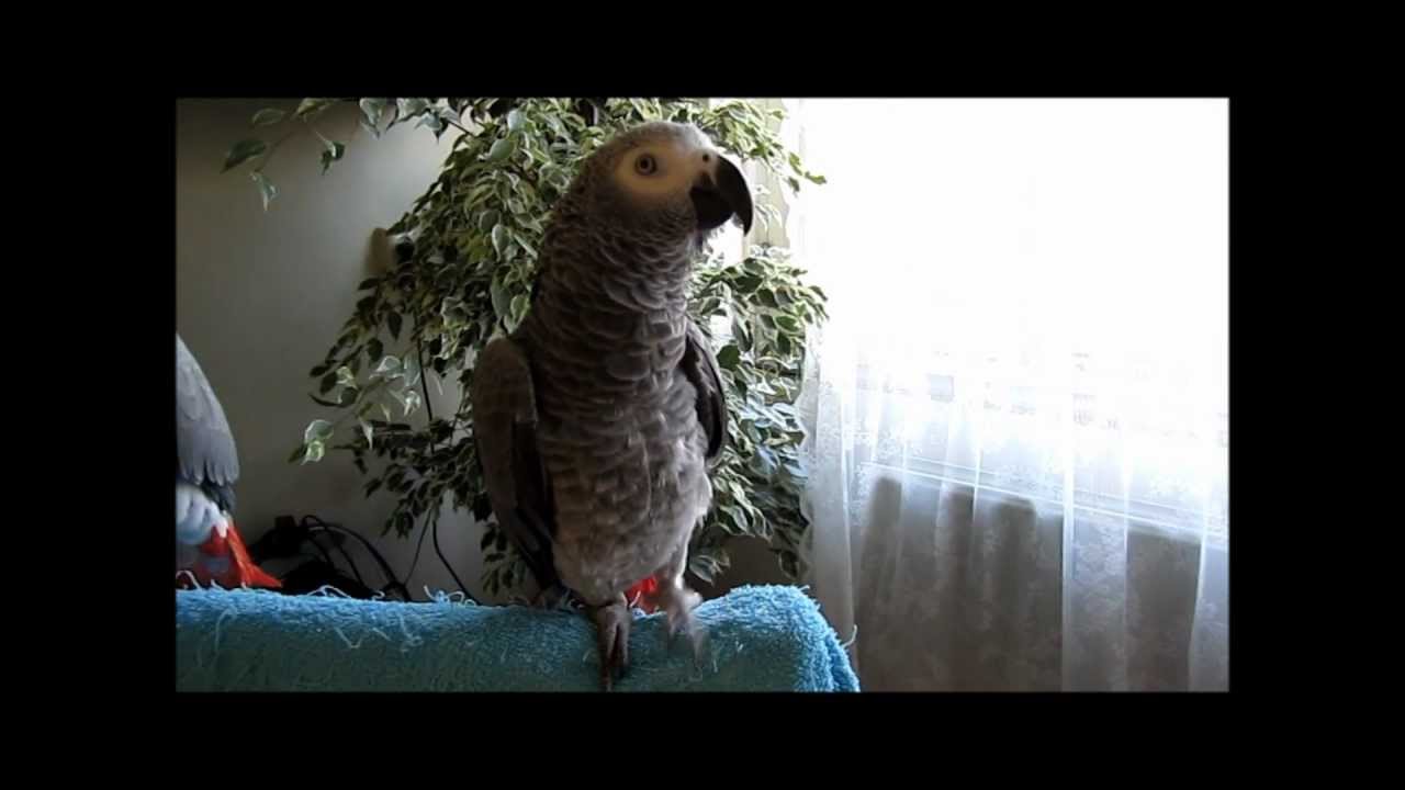 Epic parrot "Predator" Do It Now! Arnold Schwarzenegger quote YouTube