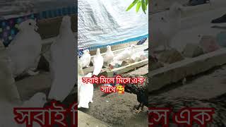 আল্লাহ্ যে কতো মহানyoutubeshorts videos pigeon bird gopalganj