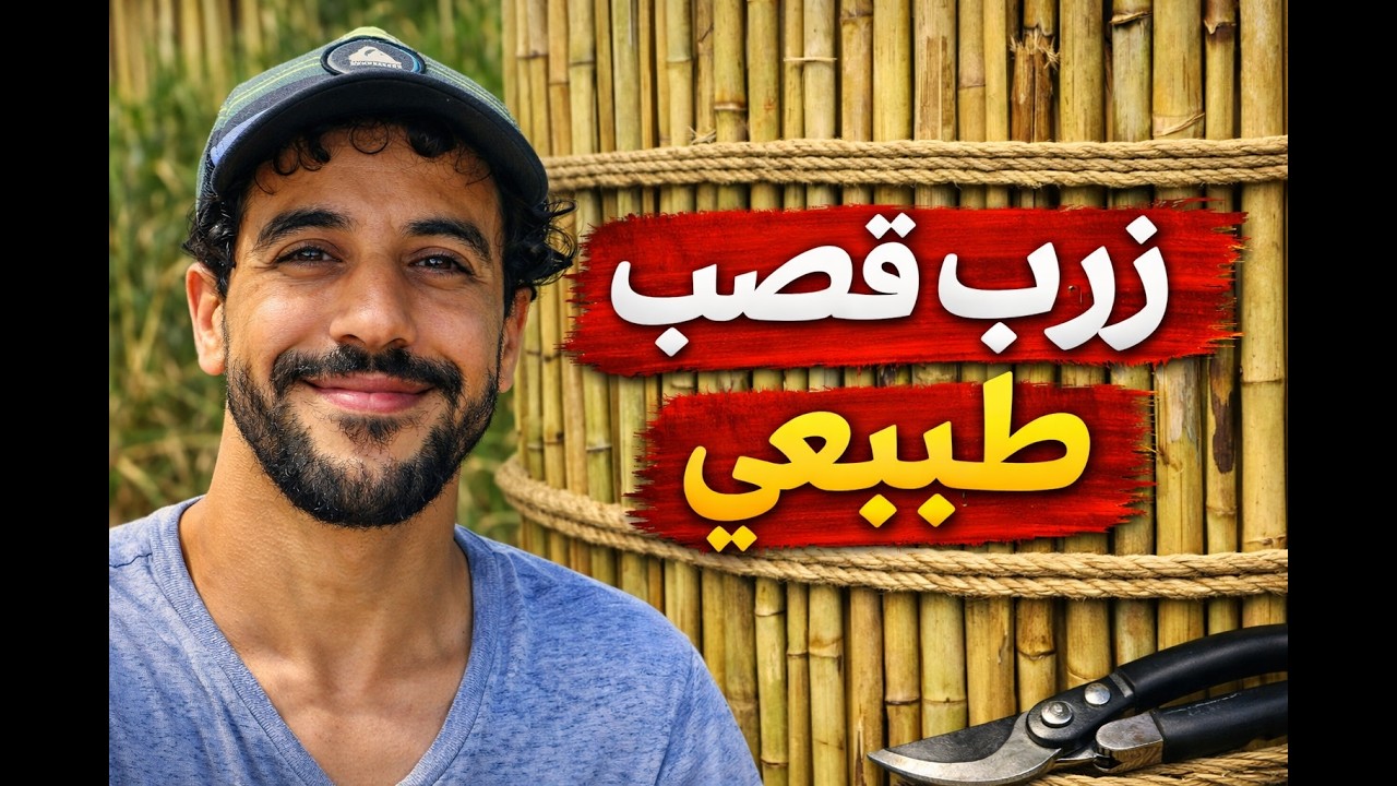 طريقة صحيحة  لعمل رولو قصب او زرب قصب   