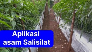 Salicylic acid