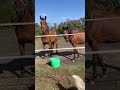 Как будто первый раз собаку увидели😂 #horse #village #animals #dog #лошади #деревня