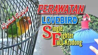 Perawatan Lovebird (SF) Single Fighter Ngekek gacor