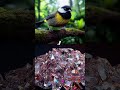 Small Birds + Gems