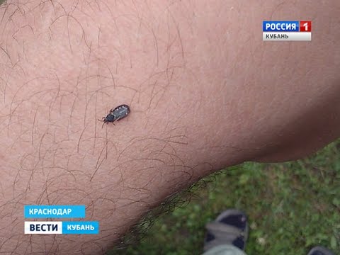 Клещ краснодарский край фото