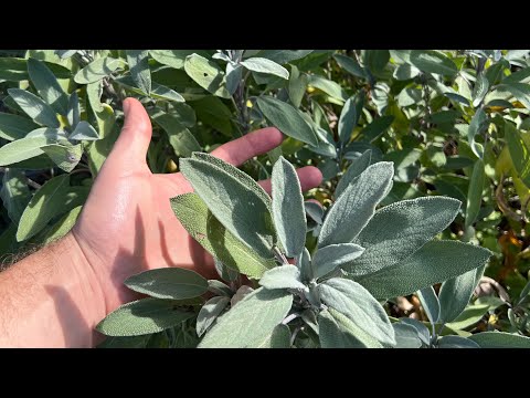 Video: Golden Sage-informatie - Gouden salie kweken in de tuin