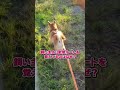 No-206 柴犬飼ってると他の飼い主に聞かれること　 #柴犬との暮らし #柴犬#dog