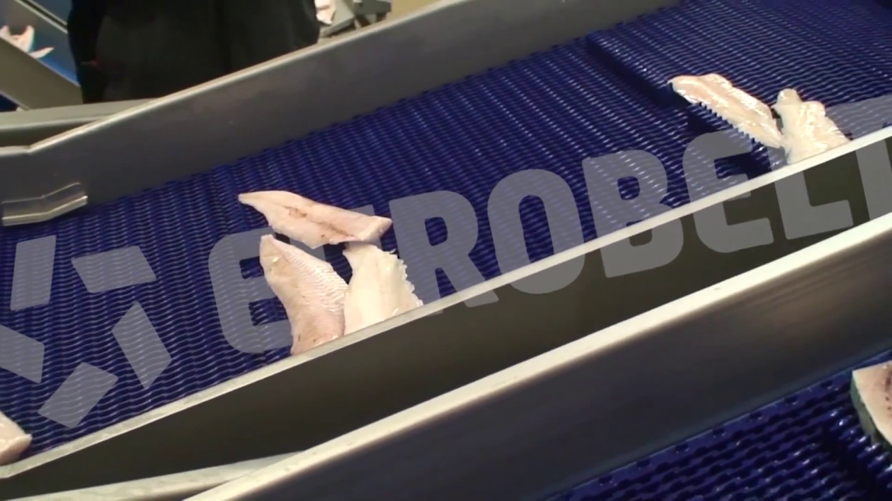 Fish Conveyor Belts YouTube