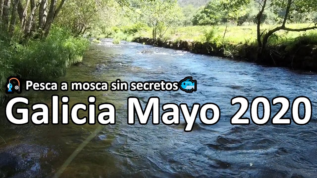 🎣 Pesca a mosca sin secretos Galicia Mayo 2020🐟