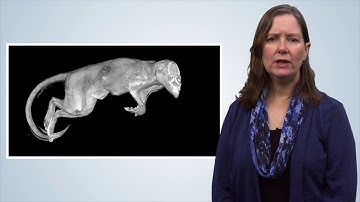 Introduction to the Micro-CT